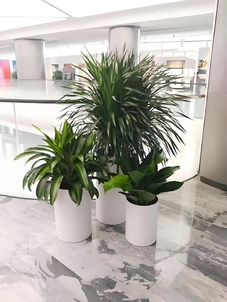 宁波鄞州盆景租赁哪家好